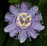 passion_flower_img+2.jpg