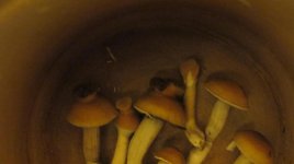 IMG_2346.JPG