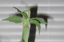 cutting1112312.jpg