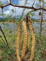 Prosopis-juliflora+pods.jpg