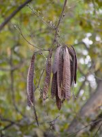 Acacia+senega+pods.jpg