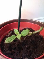 IMAG0687.jpg