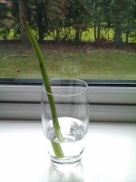 IMAG0685.jpg