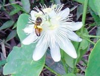 Passiflora-subpeltata-with-bee_.jpg