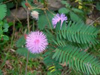mimosa-pudica-1.jpg