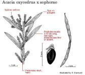 Acacia+oxycedrus+x+sophorae.jpg