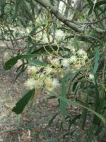 acacia+difformis+nnsw.jpg