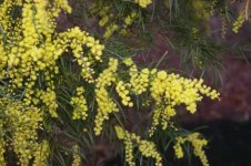 acacia-fimbriata+(2).jpg