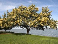 acacia-tree-france.jpg