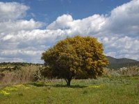 acacia-tree-near-campulongo-villasimius-sardinia-italy.jpg