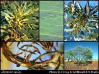 Acacia+colei_.jpg