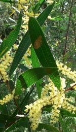 Acacia+longifolia+-+type+obtusifolia.jpg