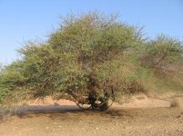 Acacia+raddiana.jpg