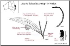 leiocalyx_subsp_leiocalyx.jpg