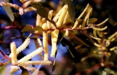 acacia-leiocalyx+flowers.jpg