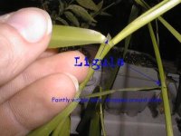 ligule.jpg