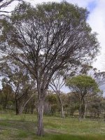 acacia_acuminata-01-large.jpg