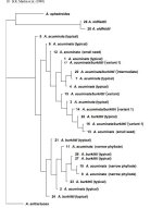 acuminata+genetic+relations+table.jpg