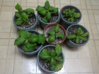 IMG-20111209-00533.jpg