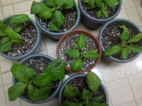 IMG-20111209-00535.jpg