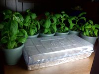 IMG-20111228-00584.jpg