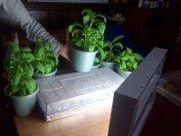 IMG-20111228-00585.jpg