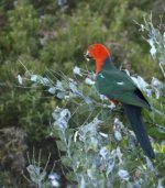 Male+King+Parrot+foraging+acacia+seeds.jpg