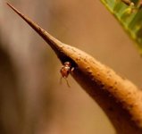 ant_acaciathorn.jpg