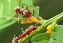 acacia+ants-1.jpg