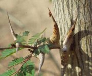 Acacia+cornigera+thorns.jpg