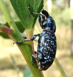 Blue+Weevil.jpg
