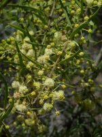 Acacia-victoriae-flowers.jpg