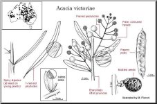 victoriae+botanical+drawing.jpg