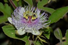 Passiflora+bryonioides+2.jpg