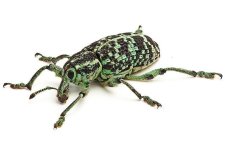 Botany_Bay_Weevil_Feb09.jpg