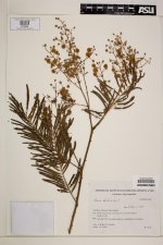 Acacia+velutina+type.jpg