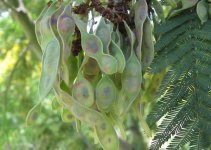 Acacia_dealbata_pods.jpg