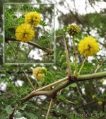 Acacia_nilotica_02.jpg