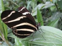 zebra-longwing-heliconius-charithonia-vazquezae-ventral.jpg