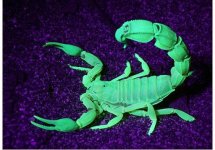 Androctonus+australis+under+UV+light.jpg