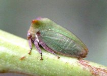 Treehopper1.jpg