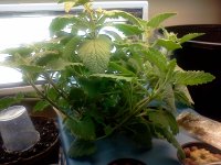IMG_20120423_105724.jpg