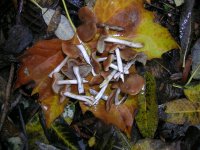 DSCN4194_Mushroom.JPG
