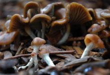 DSC_0339Cyans.jpg