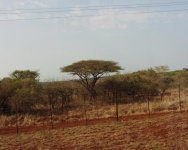 Acacia_karroo+South+Africa.jpg