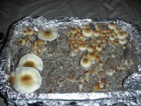 DSCN0491.JPG