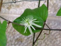 Passiflora+capsularis+flower+%26+tendril.jpg