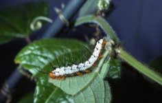 Heliconius+cydno+(%3F)+larva+on+P+costricensis.jpg