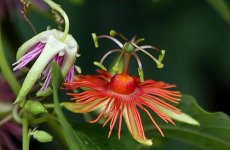 Passiflora+jorullensis+2.jpg