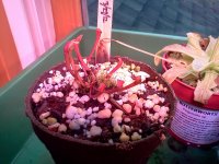 IMG_20120428_172950.jpg